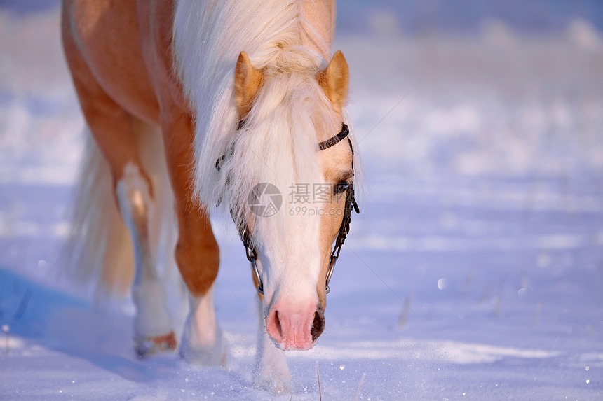 一匹米色马的肖像动物牧场马具马术赛马场地家畜头发男性宠物图片