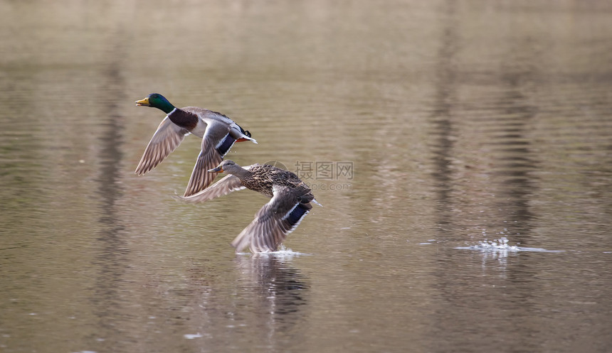 正在飞行的马车野生动物跑步羽毛公园沼泽女性鸭子男性池塘翅膀图片
