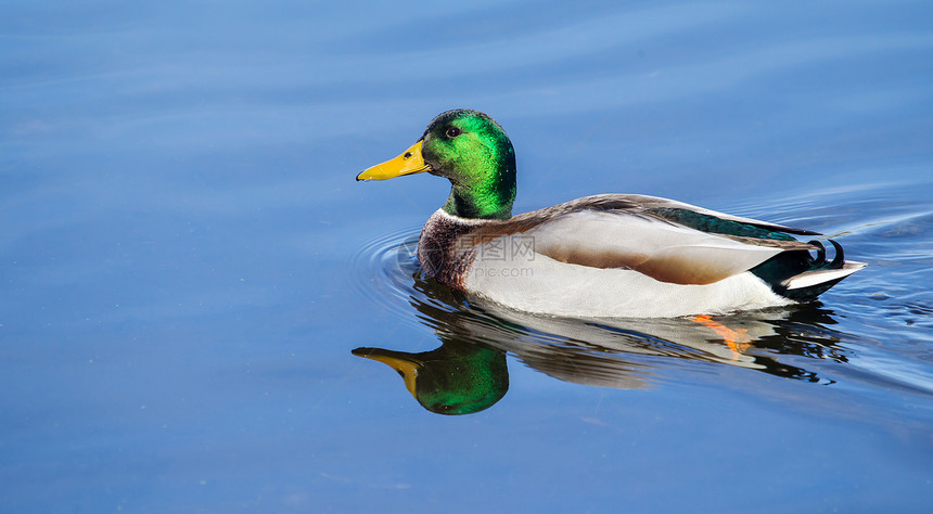 马里马拉德游泳季节性野生动物反射池塘棕色公园水禽荒野羽毛男性图片