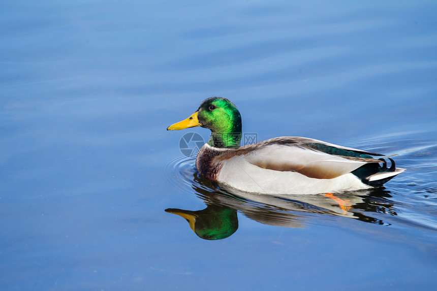 马莱马勒马利亚德在温柔的焦点下游泳棕色男性荒野鸭子反射池塘野生动物季节性绿色水禽图片