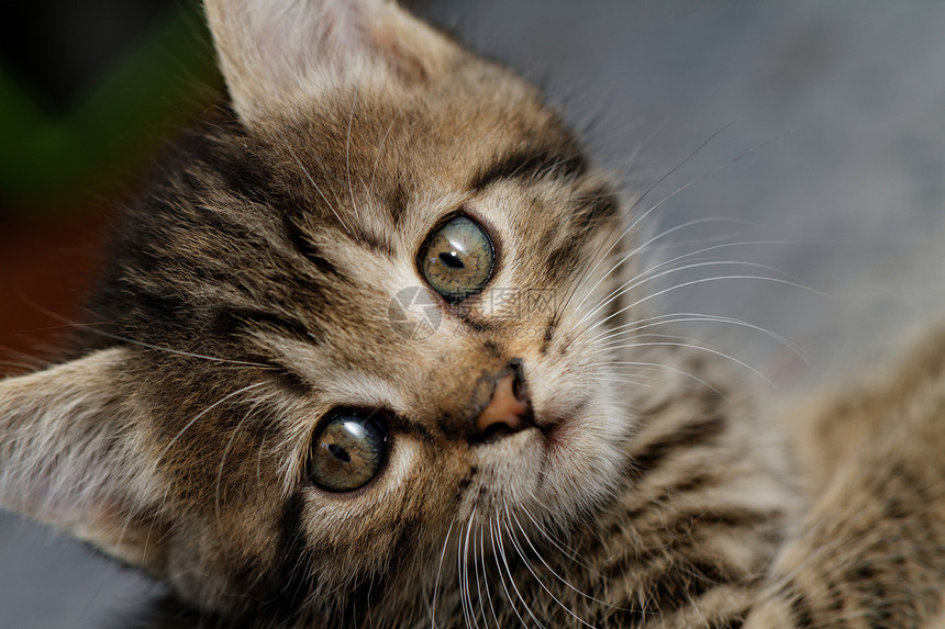 塔比小猫猫咪胡须毛皮婴儿猫科眼睛荒野捕食者头发宠物图片