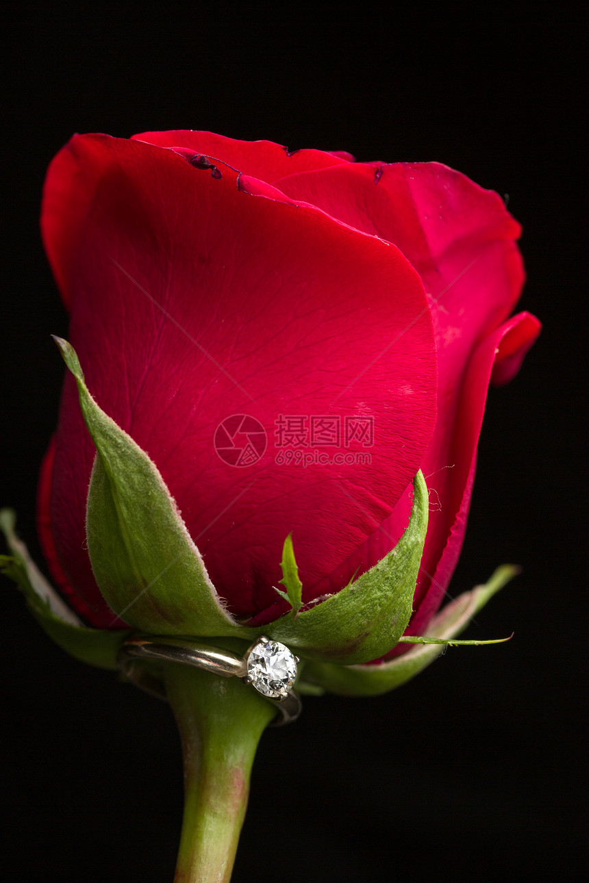 完美的情人节礼物红色宏观花瓣纪念日周年植物戒指珠宝婚礼钻石图片
