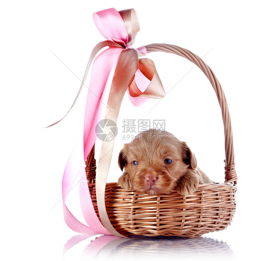 一只小狗在一篮子里拿着弓哺乳动物爪子脊椎动物磁带快乐幸福乐趣动物友谊毛皮图片