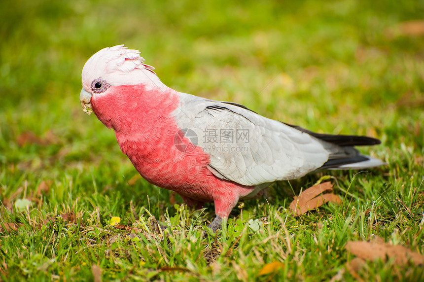 Galah 鹦鹉动物群绿色灰色荒野粉色野生动物图片