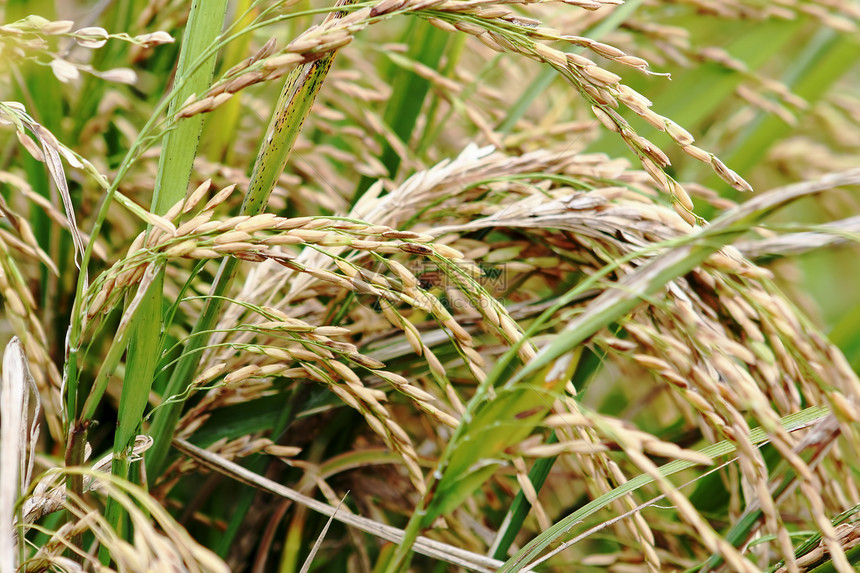 农场里的稻谷土地生长风景农村稻田粮食生态种植园文化培育图片