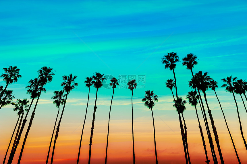 圣芭芭拉的棕榈树排日落海洋海岸棕榈橙子树干天堂情调太阳旅行图片