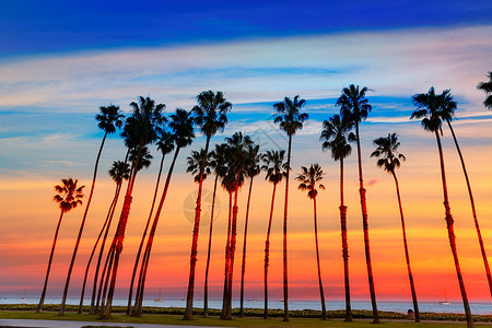 圣巴巴拉圣芭芭拉的棕榈树排旅行情调海岸棕榈树干天堂假期异国天空海滩背景