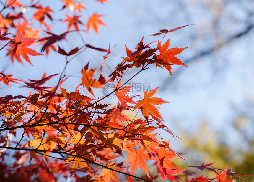 彩色的日日日文绿叶宏观阴影红色季节阳光背景绿色公园花园植物图片