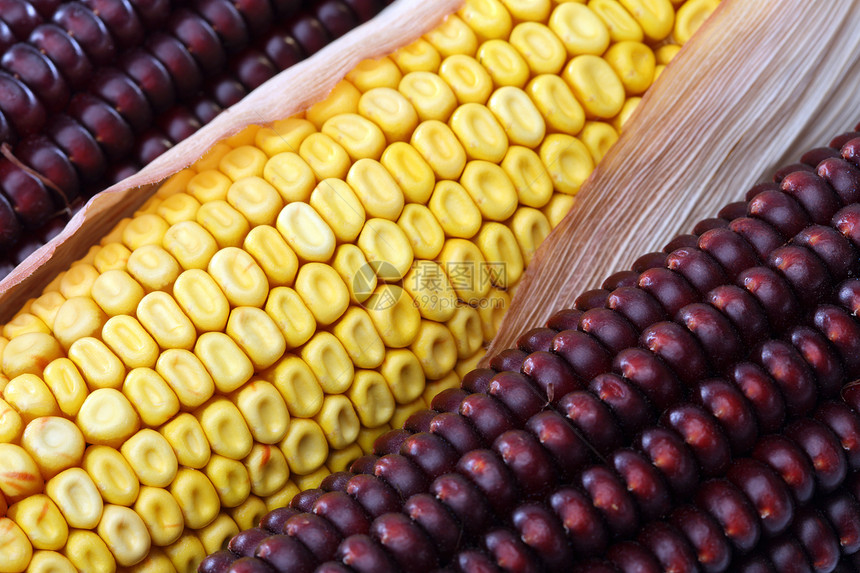 玉米谷物棒子食物农业黄色饮食农场收成粮食绿色图片