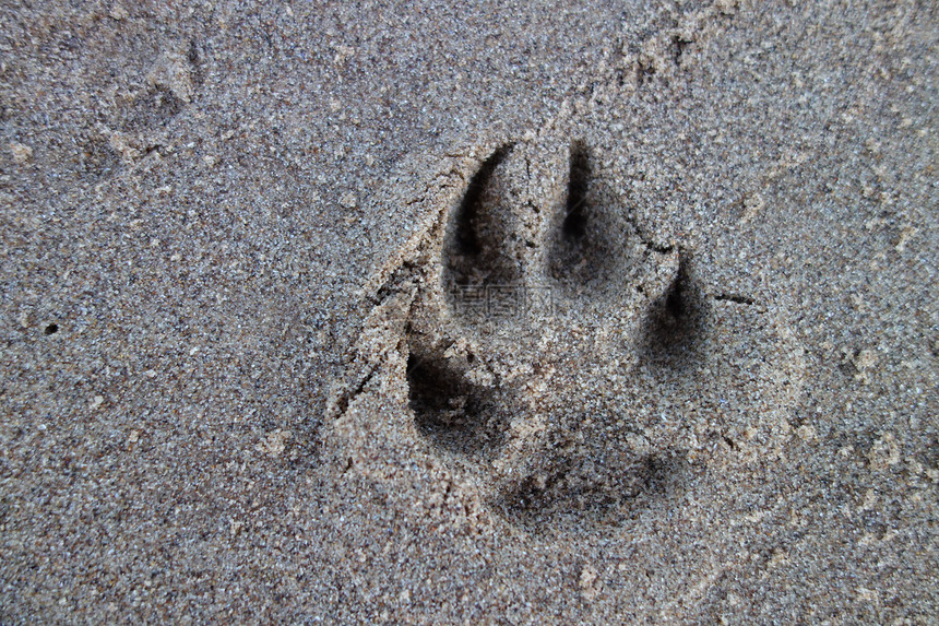 Paw 打印验证犬类身份海滩踪迹图片
