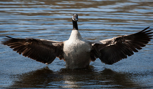 加拿大鹅摇摆翅膀水鸟水禽眼睛鸟类野生动物池塘动物群羽毛荒野季节背景图片
