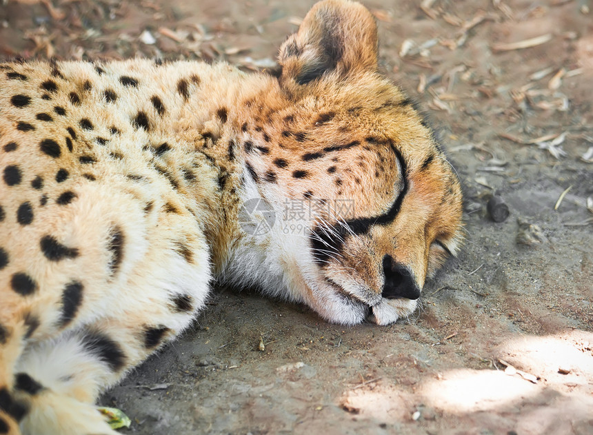 猎豹捕食者濒危动物园睡眠眼睛毛皮动物哺乳动物速度公园图片