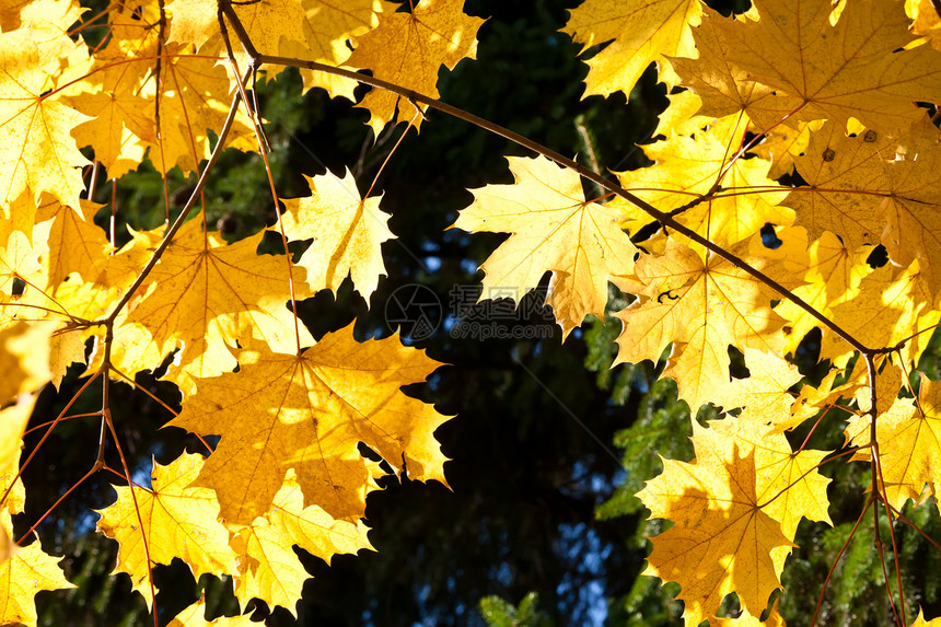 秋季树木季节植物森林阳光黄色叶子公园环境植物群图片