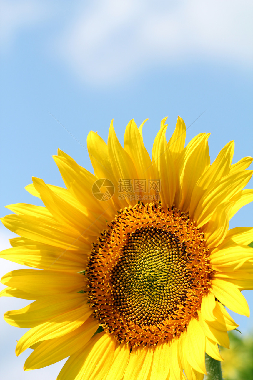 向日葵特写夏季季节图片