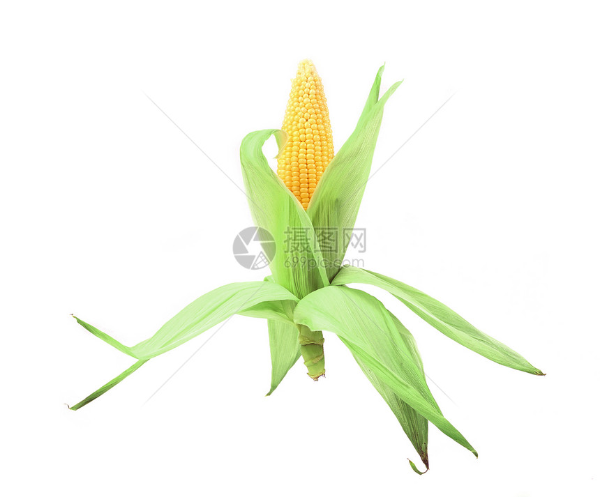 新鲜的玉米条装在火箭上水平棒子面饮食谷物蔬菜黄色收成食物营养绿色图片
