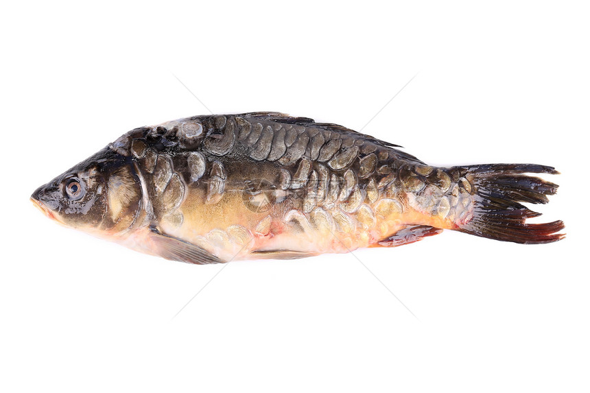 新鲜的镜像雕刻渔业淡水皮肤海鲜镜子尾巴饮食标本食物钓鱼图片