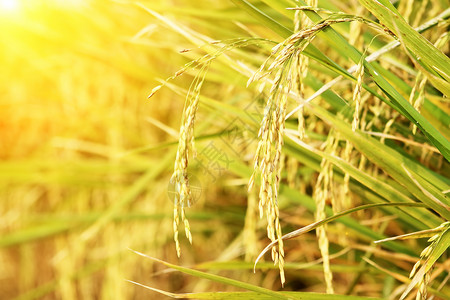 即刻涨价日落前泰国稻田大米的涨价种子季节农田花园蓝色农村食物天空农场场地背景