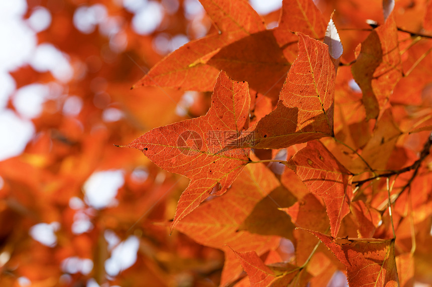 秋天的红树叶季节橙子宏观金子植物群公园植物植物学环境红叶图片