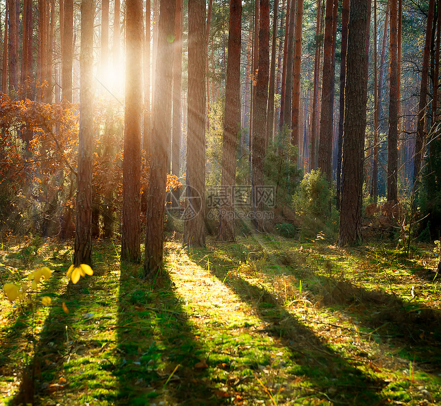 米斯蒂旧森林 秋季森林林地荒野太阳横梁环境风景树木日出薄雾冒险图片