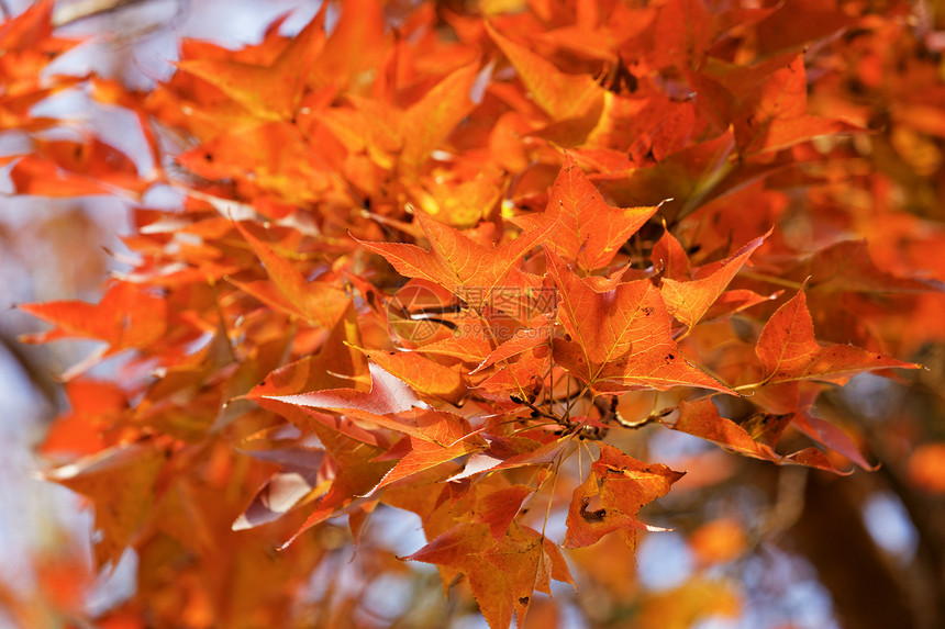 秋天红树叶落叶植物植物学环境红叶金子森林植物群橙子公园图片