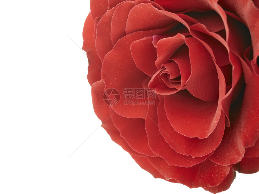 红玫瑰白色花园礼物植物群花瓣纪念日周年植物宏观红色图片