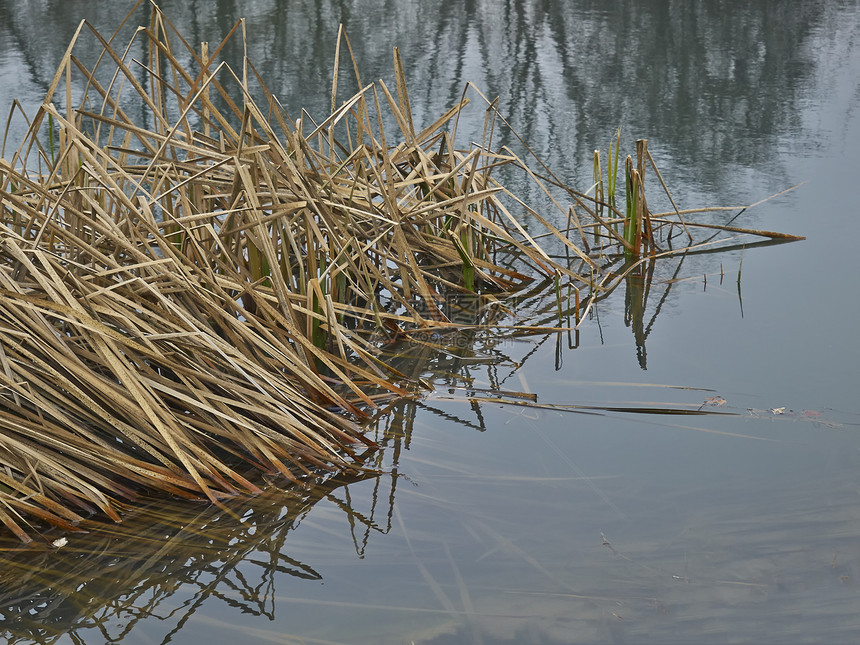 湖中的青蛙树木蓝色甘蔗植物衬套池塘反射环境季节图片