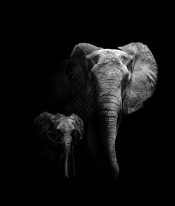 母亲和婴儿大象野生动物旅行树干衬套荒野食草旅游濒危游客哺乳动物背景图片