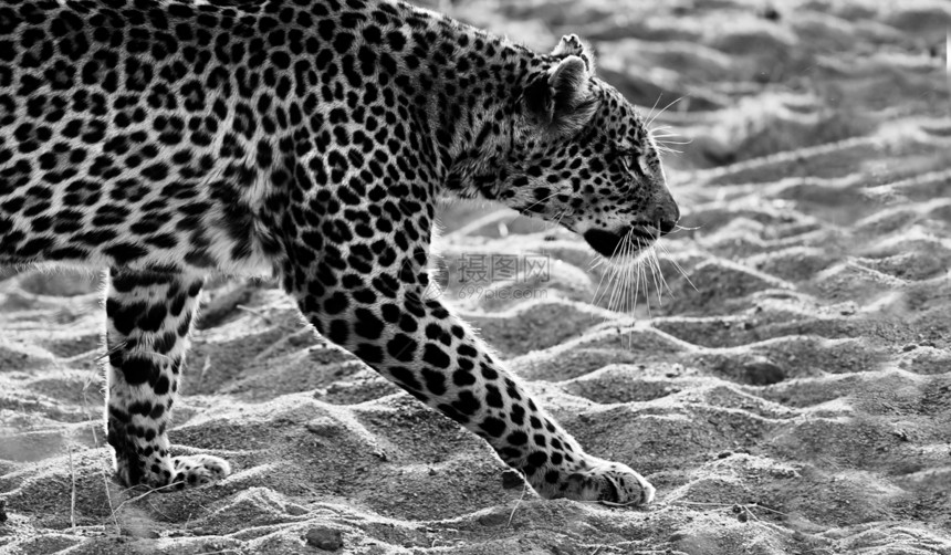 豹式行走捕食者公园野生动物猎人危险胡须食肉动物黑色哺乳动物图片