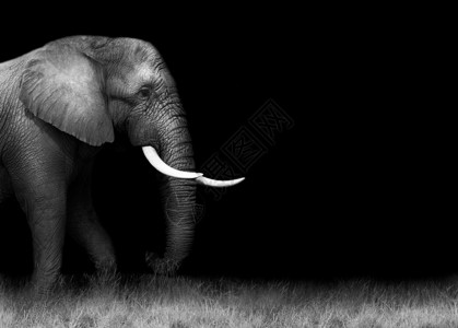 非洲大象黑白两面背景图片