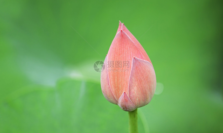 印多莲花蓝色百合莲花状软垫异国荷花植物情调叶子核桃属图片