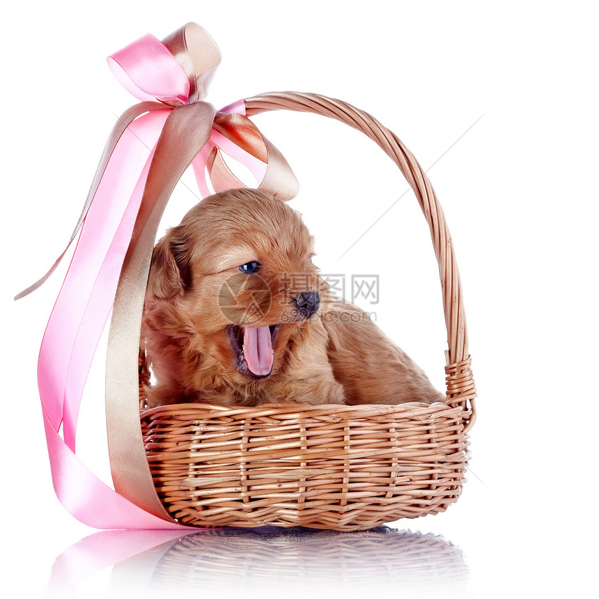 一只小狗用弓在篮子里友谊犬类好奇心爪子宠物丝带快乐贵宾脊椎动物动物图片