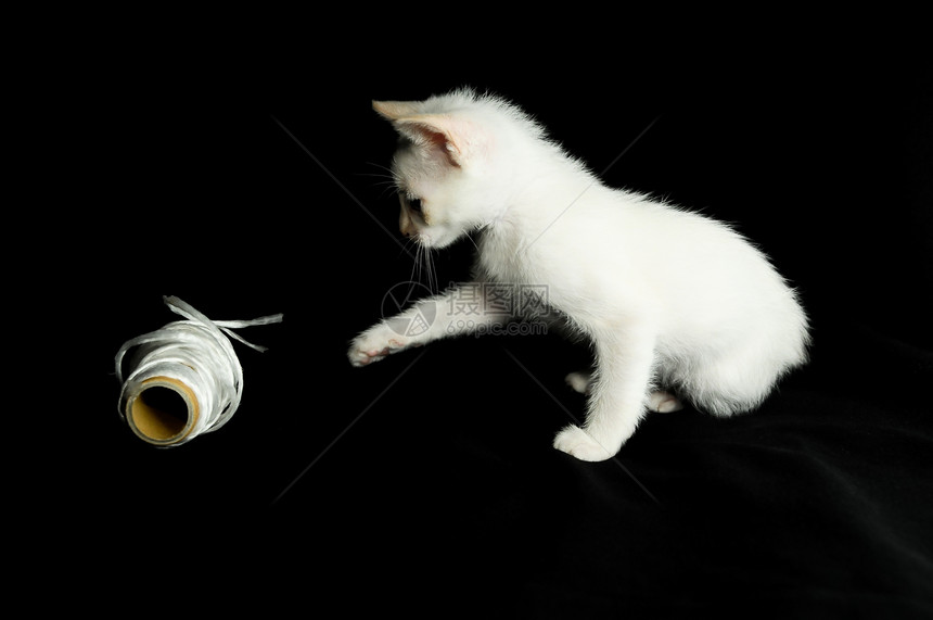 白幼婴小猫白色婴儿眼睛宠物棉布黑色动物游戏白猫羊毛图片