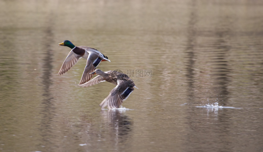 软焦点飞行的马车翅膀沼泽池塘鸭子男性羽毛野生动物女性跑步公园图片