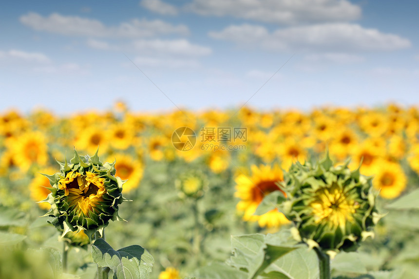 向日葵田夏季季节图片