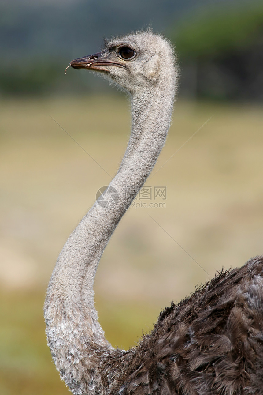 雌食鸟灰色脖子羽毛动物群女性动物荒野野生动物图片