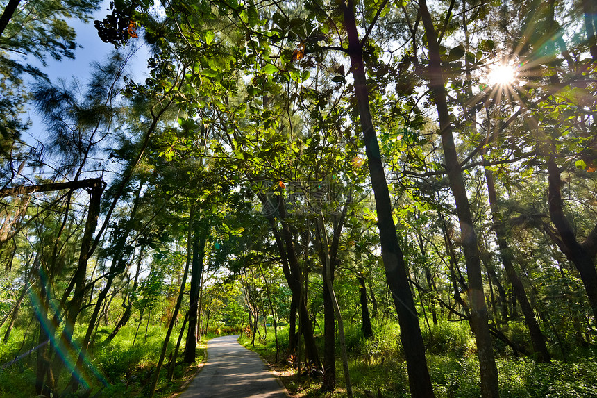 Taitung森林公园阳光土地草本植物植物旅行太阳荒野射线公园叶子图片