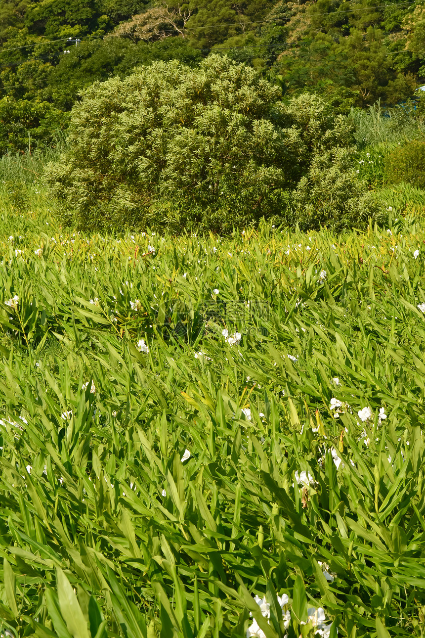 Ginger Lily农场场地荒野国家叶子植物植物群花园牧歌农村草原图片
