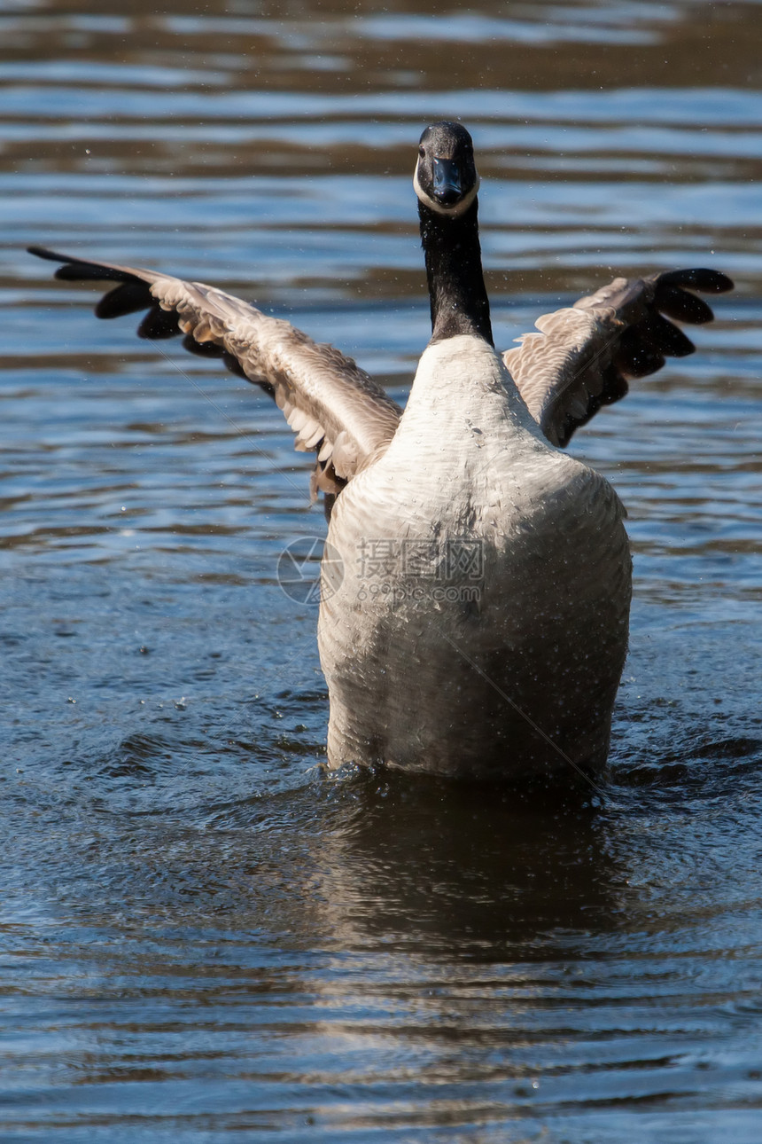 加拿大鹅在软焦点下摇动翅膀羽毛眼睛野生动物季节脖子鸟类水禽荒野池塘游泳图片