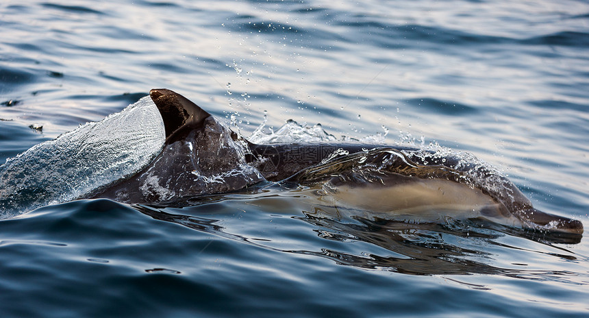 海豚从水中上来尾巴哺乳动物海洋海浪生活荒野环境微笑野生动物速度图片