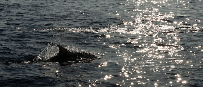 长喙海豚脊索动物海洋高清图片