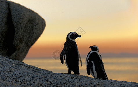 日落小企鹅非洲企鹅荒野日落笨蛋鲈鱼羽毛海岸海洋环境濒危巨石背景