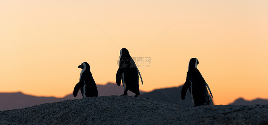 非洲企鹅巨石黑脚濒危动物野生动物日落动物学鲈鱼笨蛋海洋图片