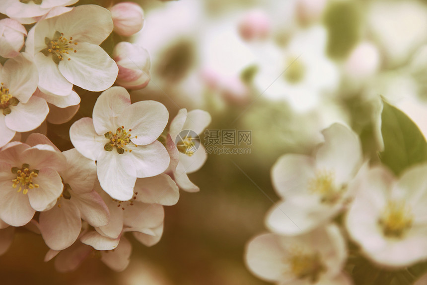 以旧颜色过滤器特写苹果花花的鲜花图片