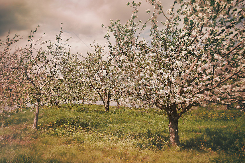 春天的苹果果园发光季节场地院子叶子农场植物森林农业国家生长图片