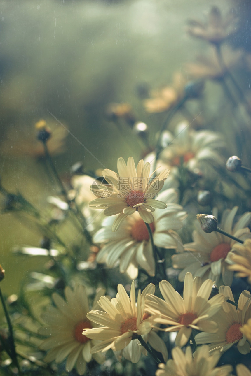 带软过滤灯光的黄花朵地平线复古甘菊天空野花场地季节风格植物雏菊图片