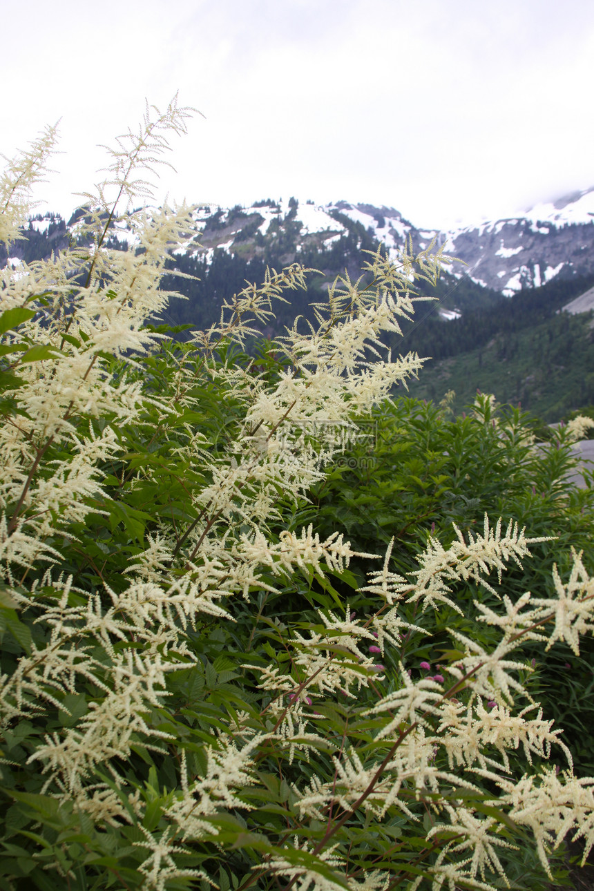 阿斯蒂贝雅波尼卡山脉风景野花花朵路线旅行自然光图片
