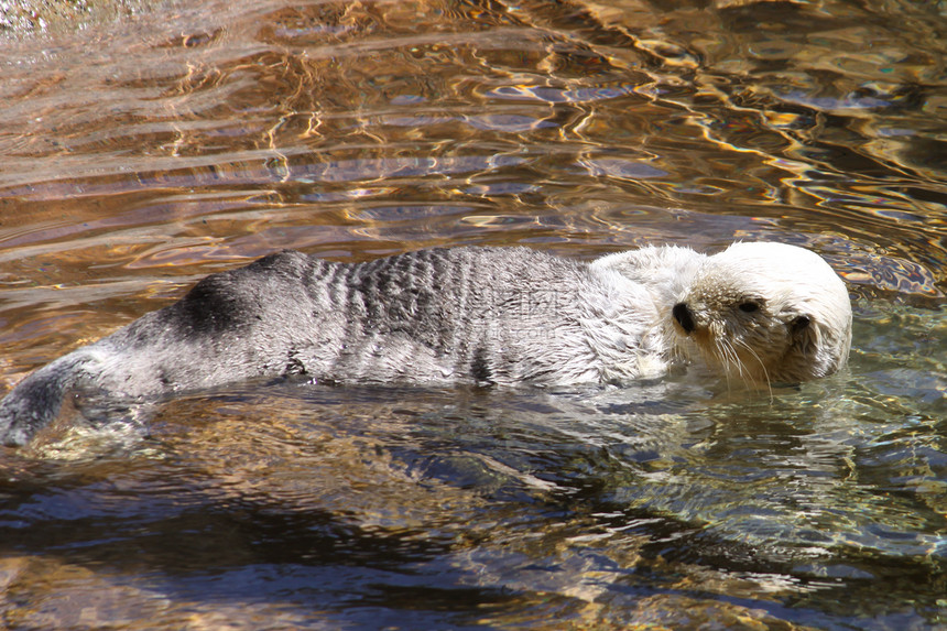 水轮船水平动物游泳动物园胡须自然光图片