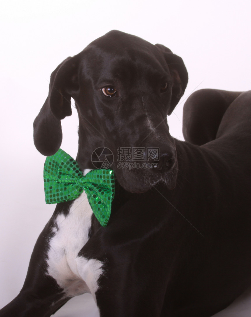 圣帕特里克节快乐领结宠物黑色绿色图片