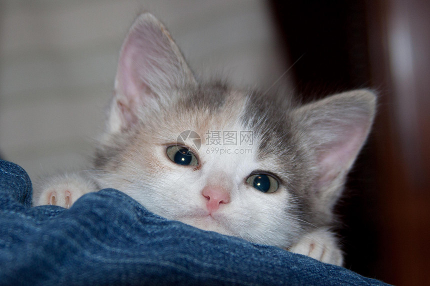 小猫咪白色小猫小动物印花布宠物图片
