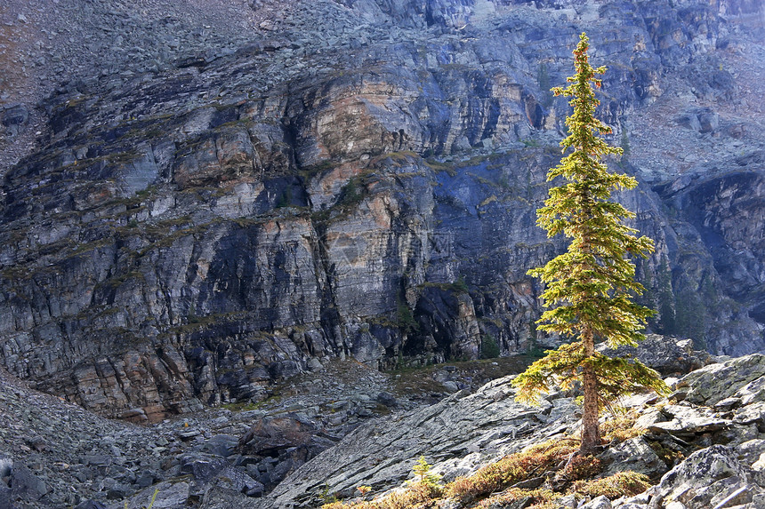 加拿大约霍国家公园Opabin高原奥帕宾松树天空公园反射高原高山松树森林风景背光树木图片